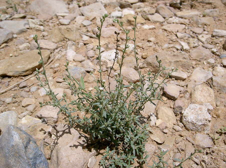 heliotropium-rariflorum-saudi-arabia.jpg