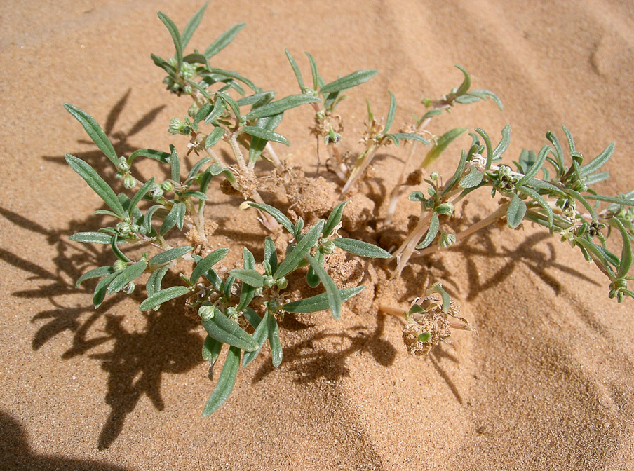 gisekia-pharnaceoides-saudi-arabia.jpg