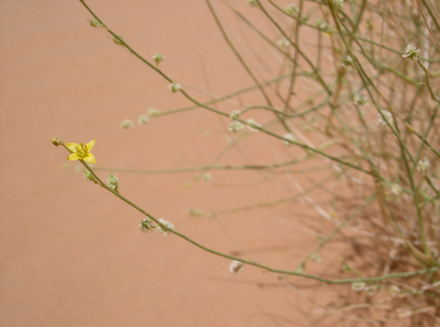 dipterygium-glaucum-saudi-arabia.jpg