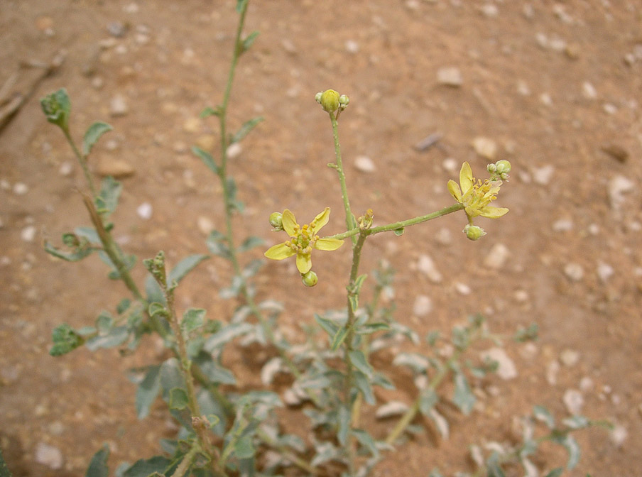haplophyllum-tuberculatum-saudi-arabia.jpg