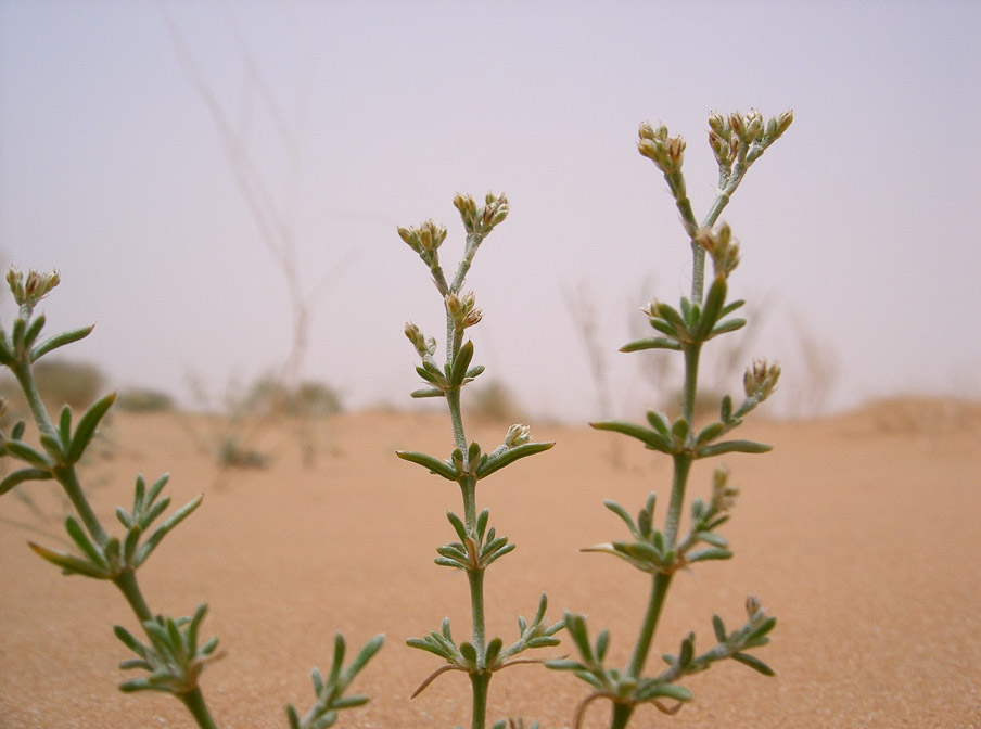 polycarpaea-repens-saudi-arabia.jpg