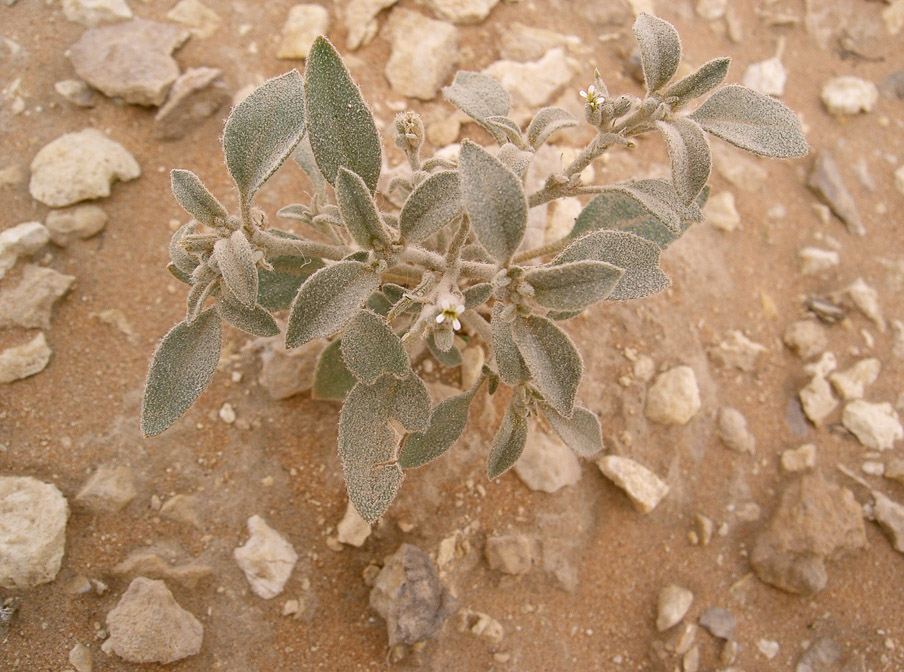 morettia-parviflora-saudi-arabia.jpg