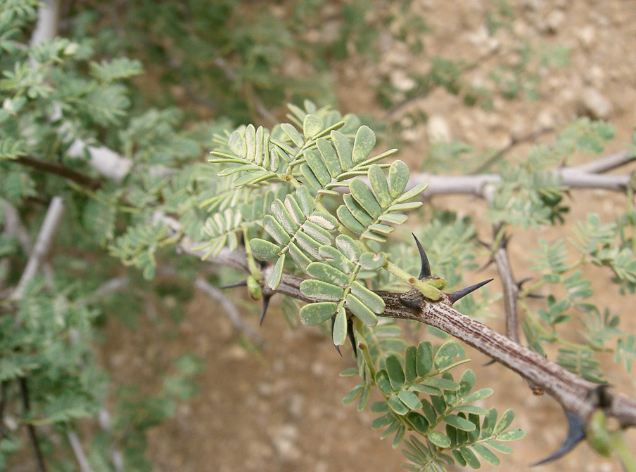 acacia-hamulosa-saudi-arabia-2.jpg