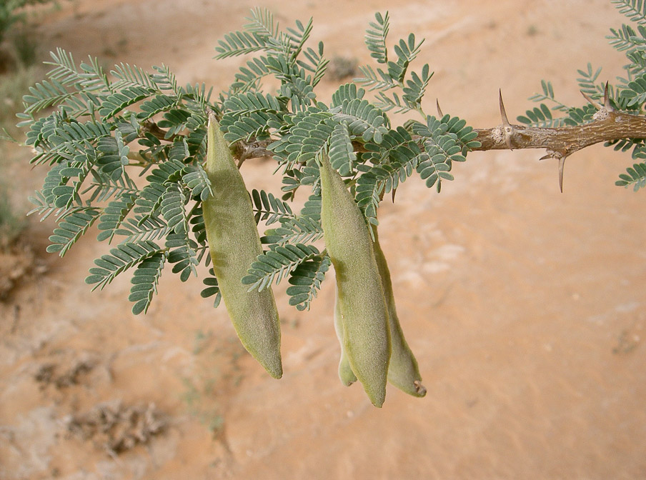 acacia-ehrenbergiana-saudi-arabia-2.jpg