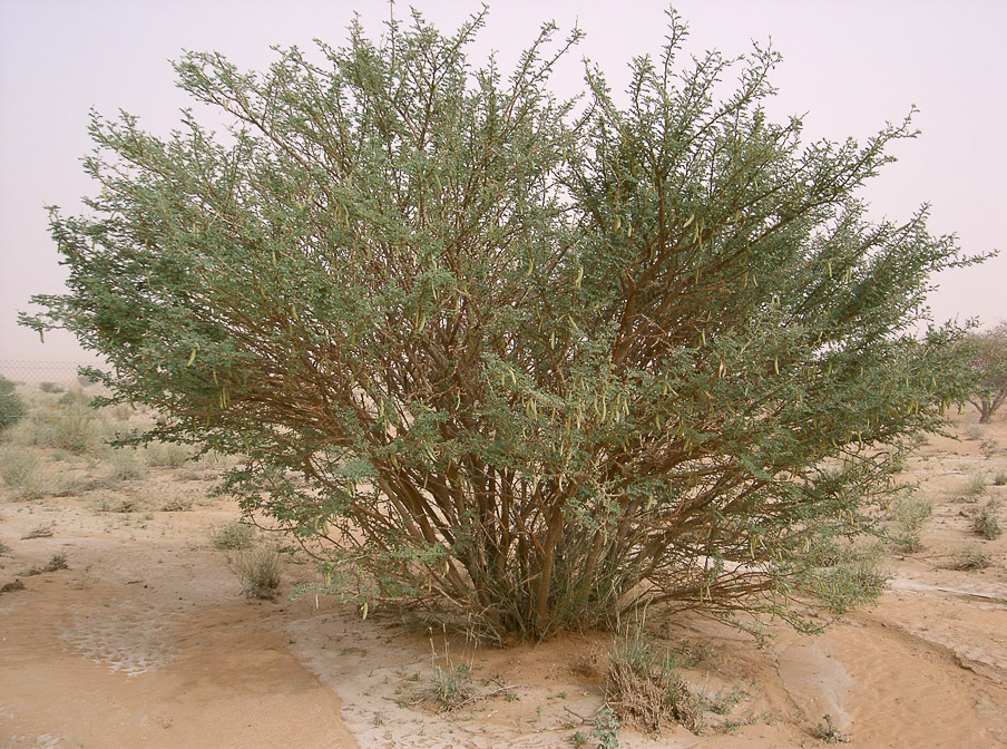 acacia-ehrenbergiana-saudi-arabia-3.jpg