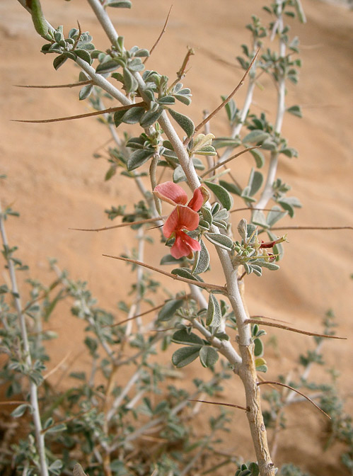 indigofera-spinosa-saudi-arabia.jpg