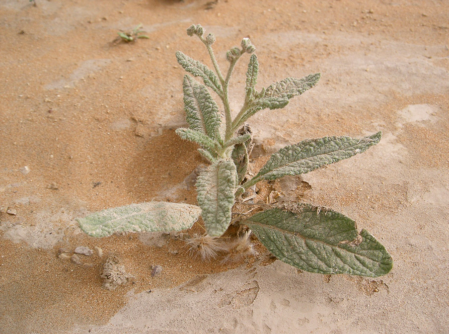 heliotropium-ramosissimum-saudi-arabia.jpg