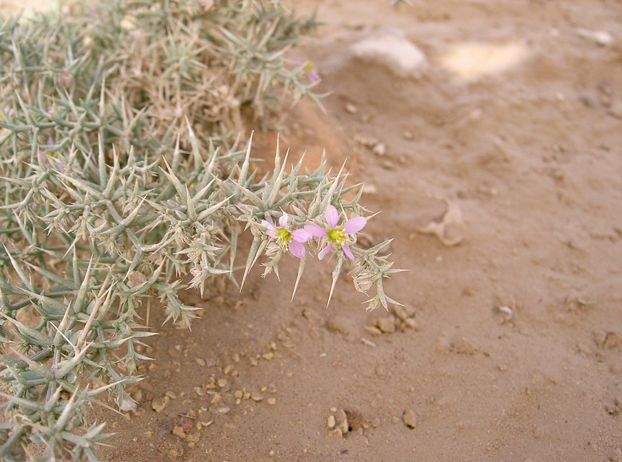 fagonia-indica-saudi-arabia.jpg