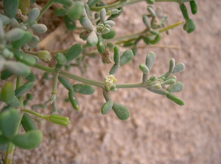 zygophyllum-migahidii-saudi-arabia.jpg