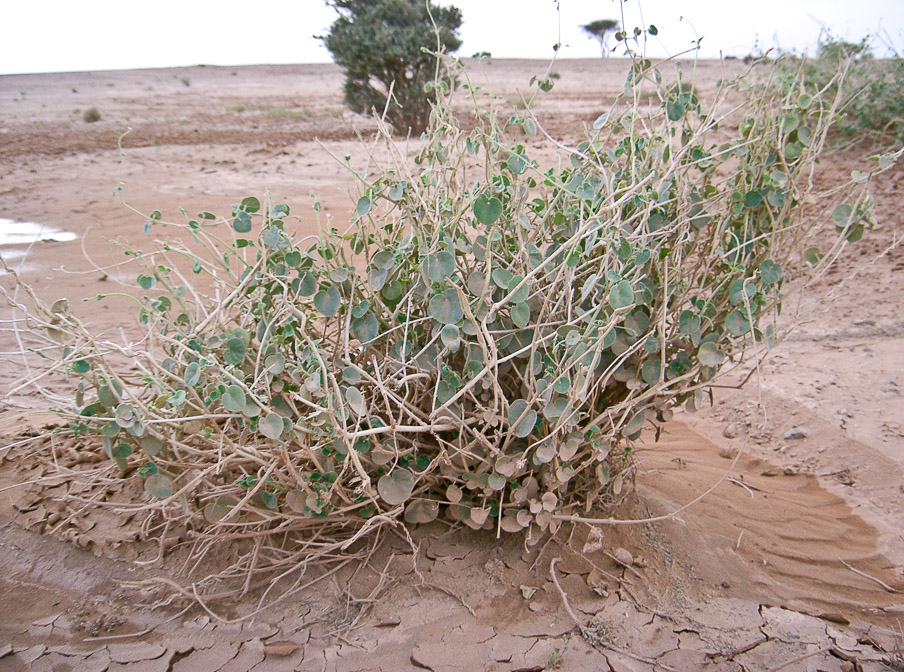 pergularia-tomentosa-saudi-arabia.jpg