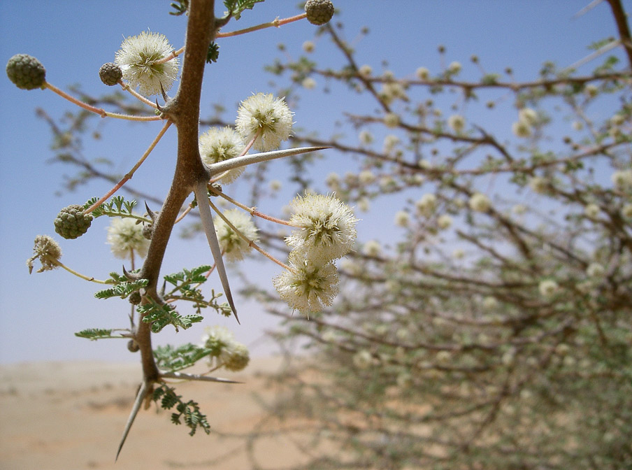 acacia-tortillis-saudi-arabia.jpg