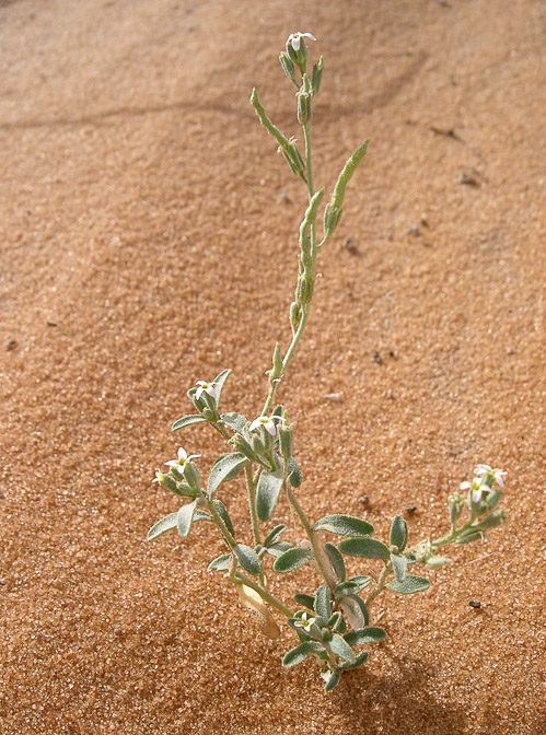 eremobium-aegyptiacum-saudi-arabia.jpg