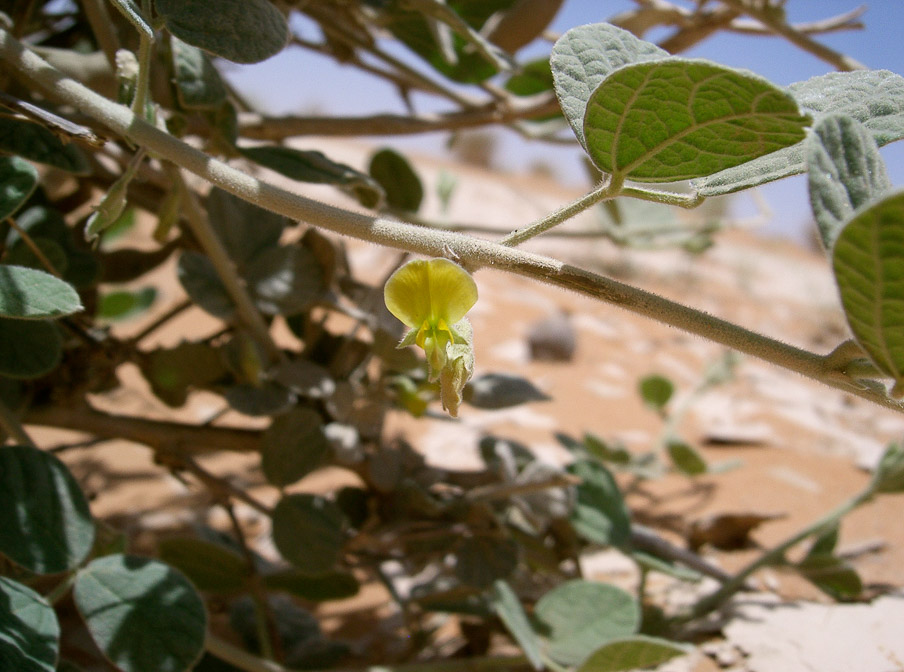 rhynchosia-pulverulenta-saudi-arabia.jpg