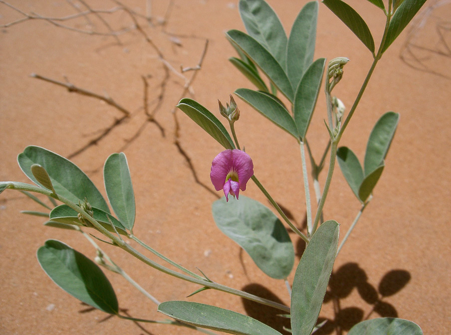 tephrosia-purpurea-saudi-arabia.jpg
