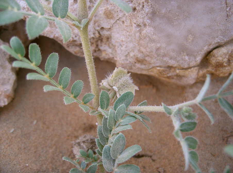 tribulus-macropterus-saudi-arabia.jpg