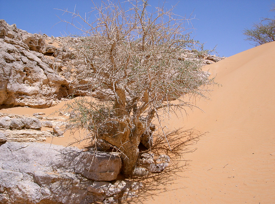 commyphora-myrrha-saudi-arabia.jpg