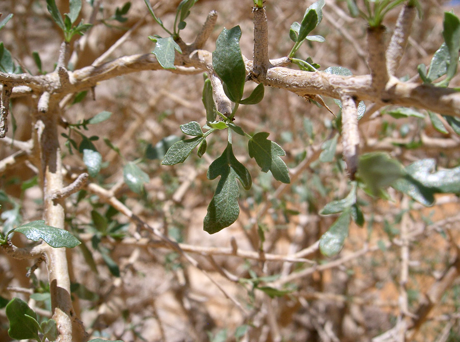 commyphora-myrrha-saudi-arabia-2.jpg