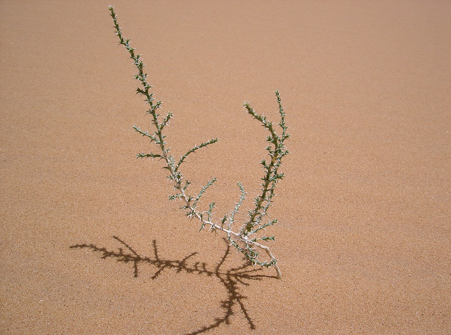 cornulaca-monacantha-saudi-arabia.jpg