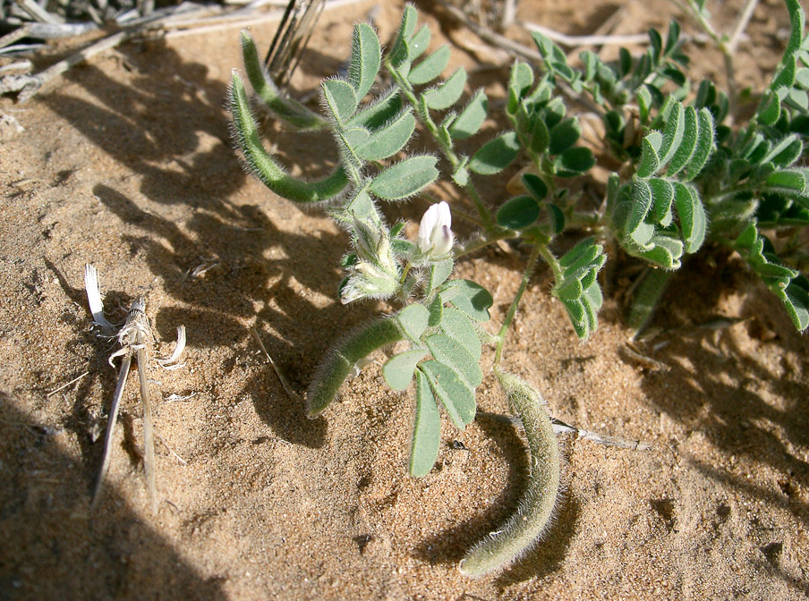 astragalus-eremophilus-saudi-arabia.jpg