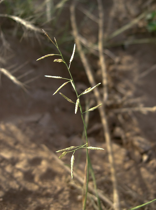 eragrostis-barrelieri-saudi-arabia-2.jpg