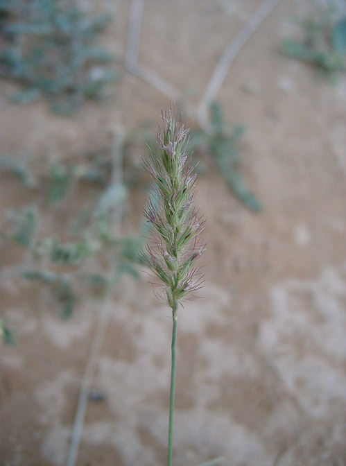 cenchrus-biflorus-saudi-arabia.jpg