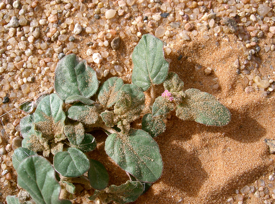boerhavia-diffusa-saudi-arabia.jpg