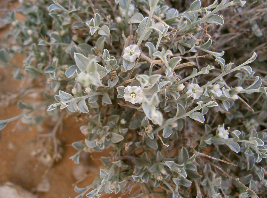 seddera-latifolia-saudi-arabia.jpg