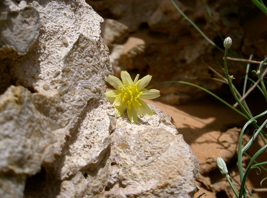 scorzonera-tortuosissima-saudi-arabia-2.jpg