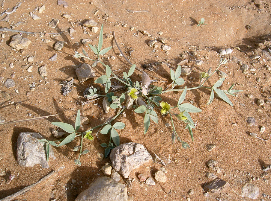 crotalaria-leptocarpa-saudi-arabia.jpg