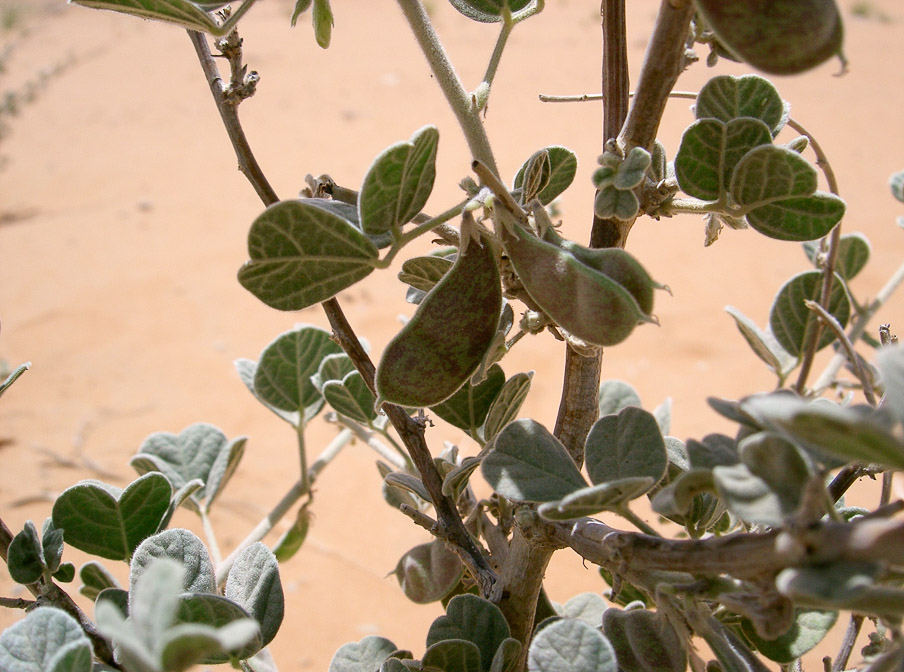 rhynchosia-pulverulenta-saudi-arabia-2.jpg