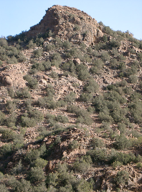 juniperus-juniperus-saudi-arabia.jpg