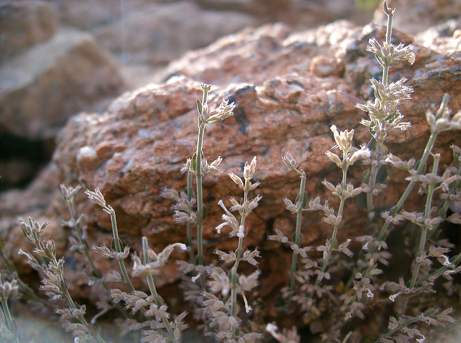 micromeria-biflora-saudi-arabia.jpg