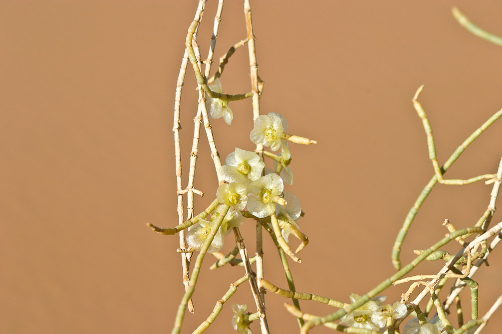 haloxylon-persicum-saudi-arabia-2.jpg