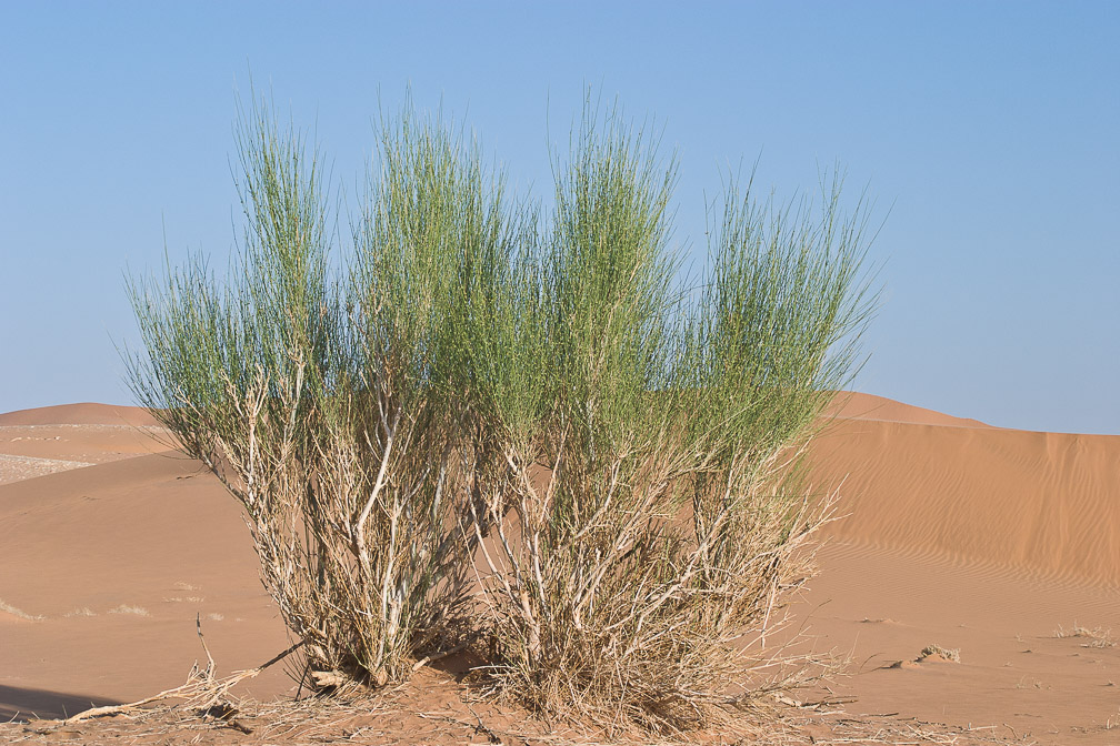 leptadenia-pyrothechnica-saudi-arabia.jpg
