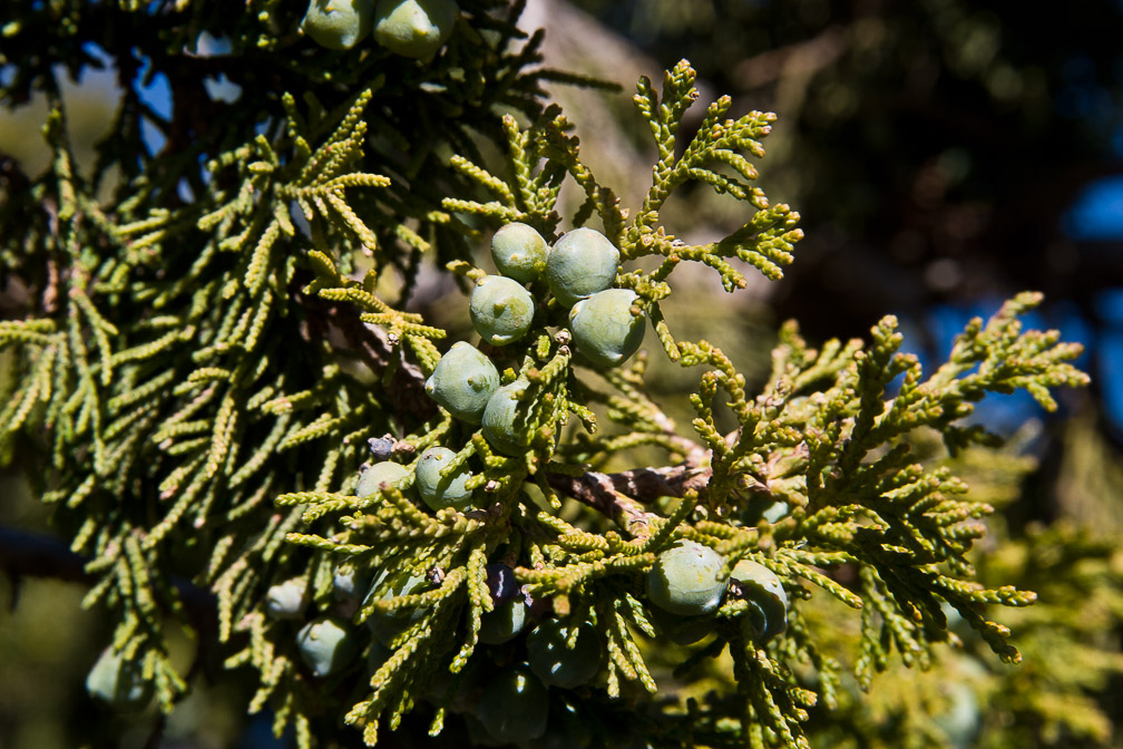 juniperus-procera-saudi-arabia-2.jpg