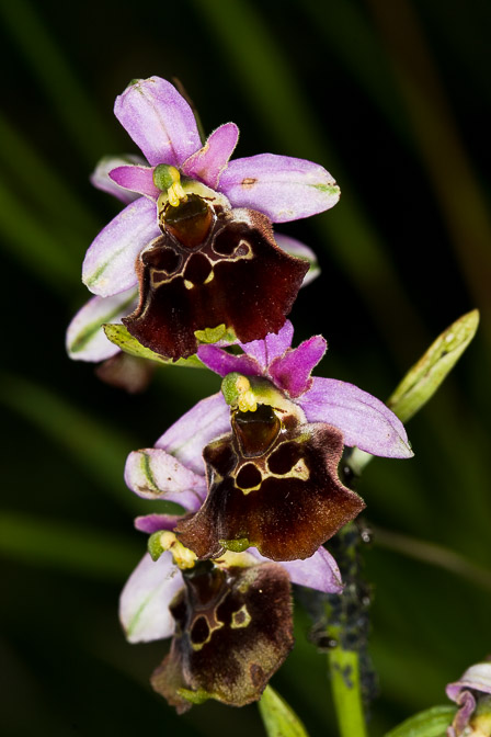 ophrys-holosericea-switzerland.jpg
