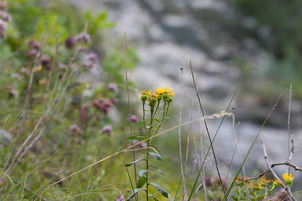 inula-spiraeifolia-switzerland.jpg