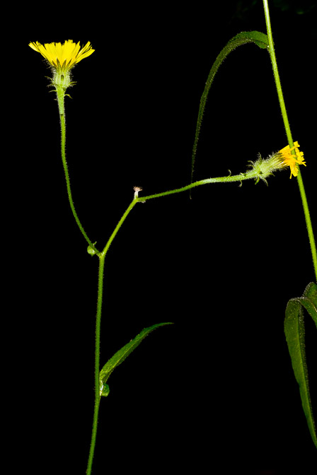 picris-hieracioides-italy.jpg