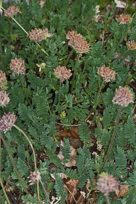anthyllis-montana-italy.jpg