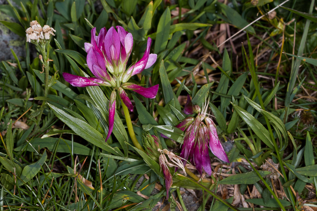 trifolium-alpinum-switzerland.jpg