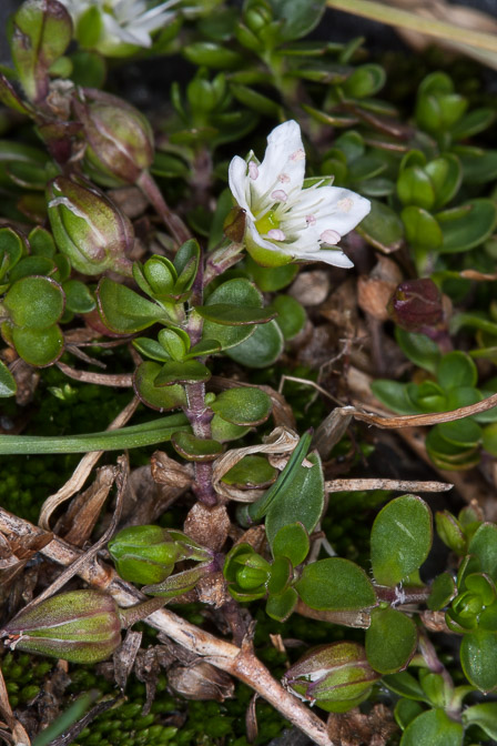 arenaria-biflora-switzerland.jpg