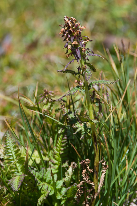 pedicularis-recutita-switzerland.jpg