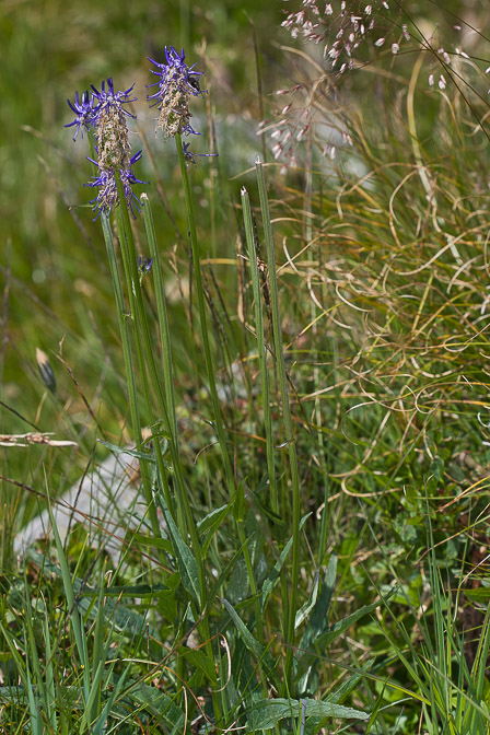 phyteuma-betonicifolium-switzerland.jpg