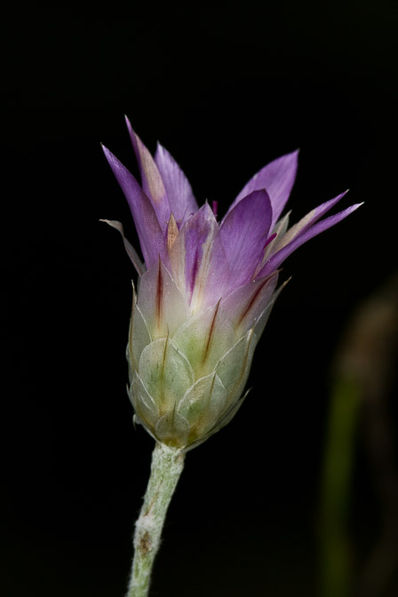 xeranthemum-inapertum-switzerland.jpg