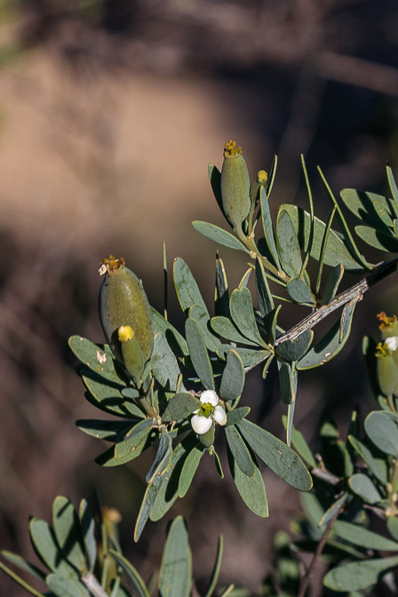 montinia-caryophyllacea-south-africa.jpg
