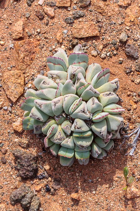 aizoaceae-sp-south-africa-8.jpg