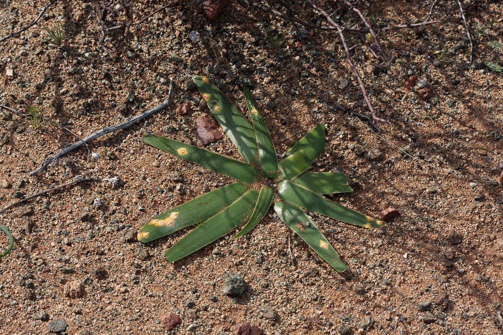 plantae-sp-south-africa-8.jpg