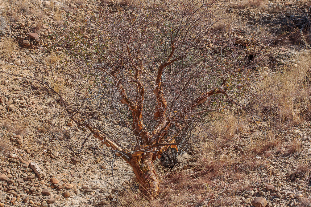 commiphora-glaucescens-namibia.jpg