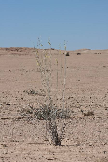 gomphocarpus-sp-indet-2-namibia-2.jpg
