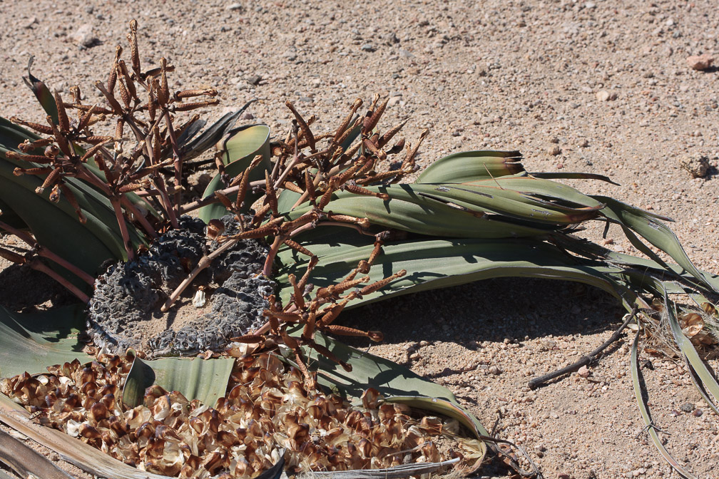 welwitschia-mirabilis-namibia-2.jpg